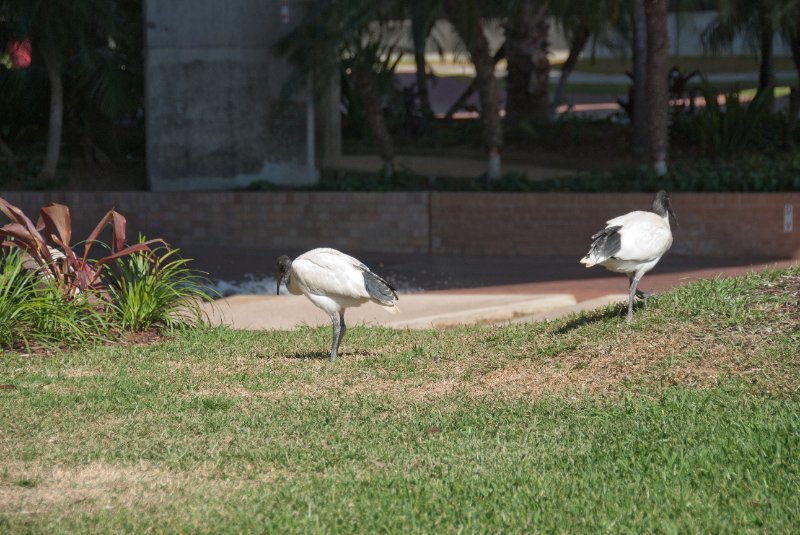 Sydney090209-9008.jpg - Ibis in the Palm Grove