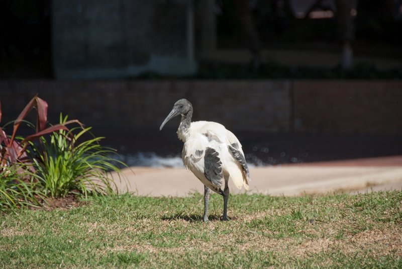 Sydney090209-9009.jpg - Ibis in the Palm Grove