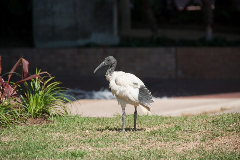Sydney090209-9010.jpg - Ibis in the Palm Grove
