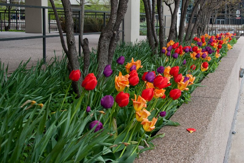 Chicago050109-6172.jpg - Tulips on East Randolph