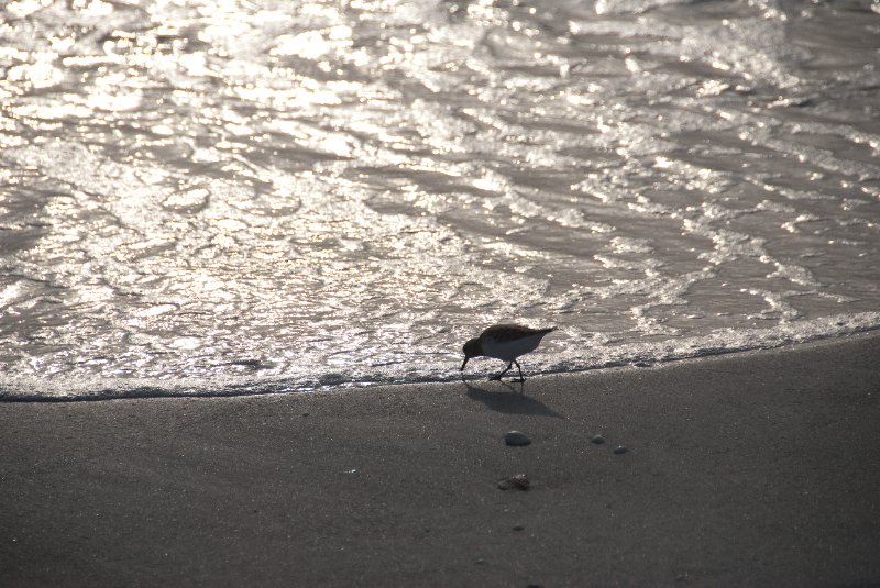 Captiva051310-2891.jpg - Sunset on the Captiva Beach by the Mucky Duck