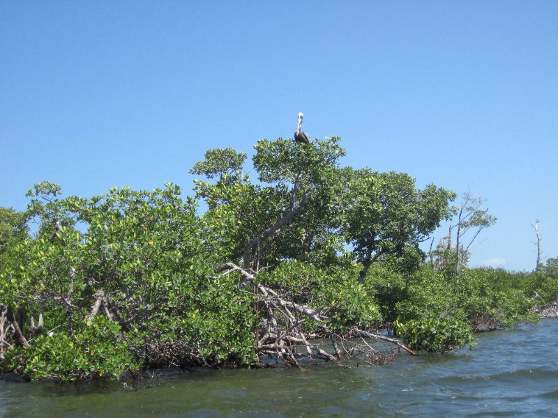 Captiva051310-0571.jpg - Pelican roosting on mangrove tree