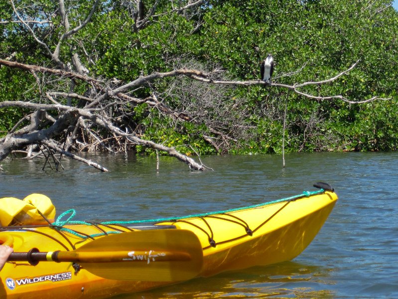 Captiva051310-0613.jpg - Kayak Captiva:  Pine Island Sound, McCarthy Marina to Chadwick's Bayou