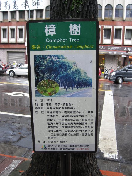 Taiwan060210-1001.jpg - Camphor Tree