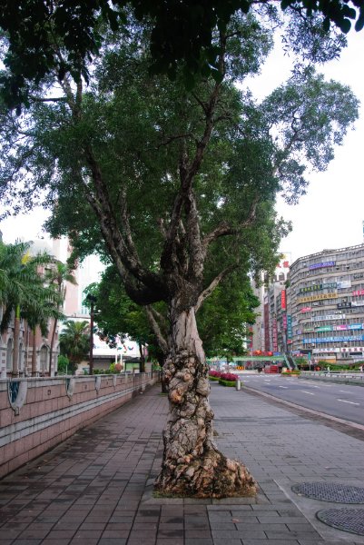 Taiwan060210-3154.jpg - Cajuput, Punk Tree Melaleuca leucadendra