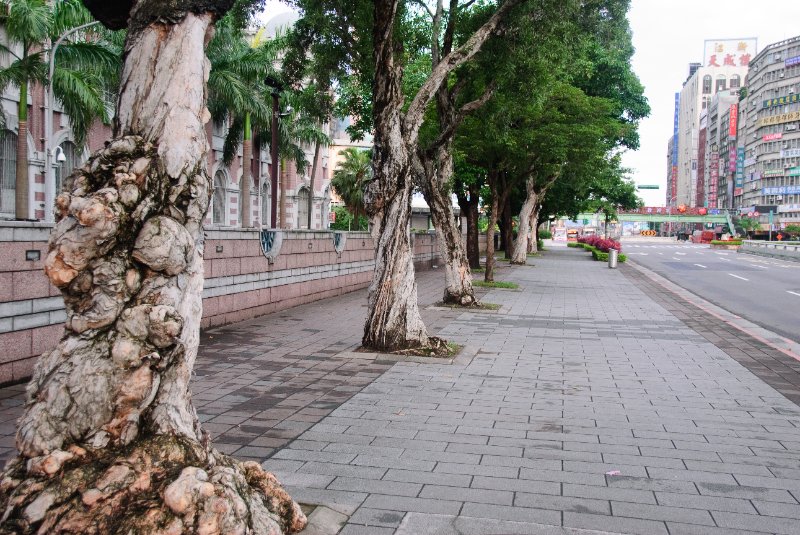 Taiwan060210-3155.jpg - Cajuput Punk Tree. Melaleuca leucadendra