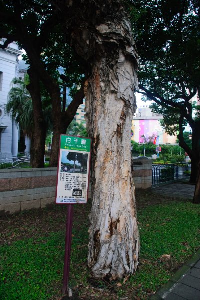 Taiwan060210-3161.jpg - Cajuput, Punk Tree Melaleuca leucadendra
