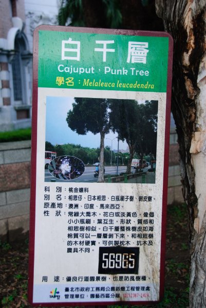 Taiwan060210-3162.jpg - Cajuput, Punk Tree Melaleuca leucadendra