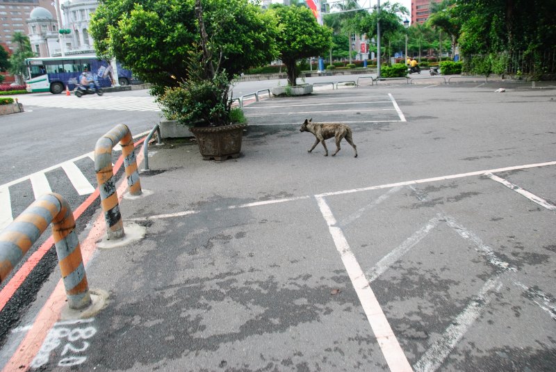 Taiwan060210-3234.jpg - Stray dog at the corner of  Zhong Xiao West and Zhong Shan South Roads