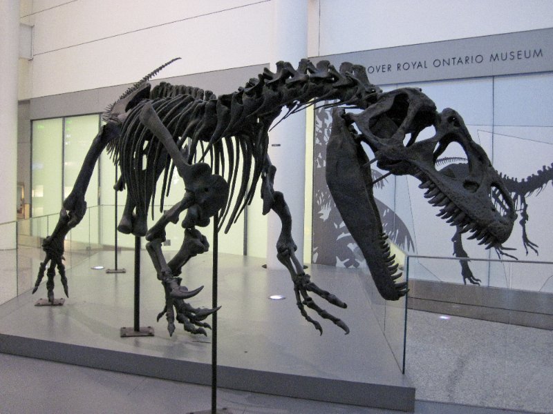 Toronto032810-0299.jpg - Allosaurus Dinosaur from Royal Ontario Museum exhibit Toronto Airport