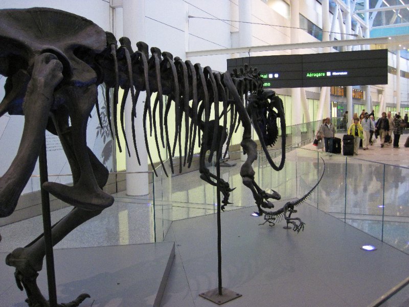 Toronto032810-0301.jpg - Othnielia (small) and Allosaurus (large) Dinosaurs on display in terminal 1 in the Tortonto Airport