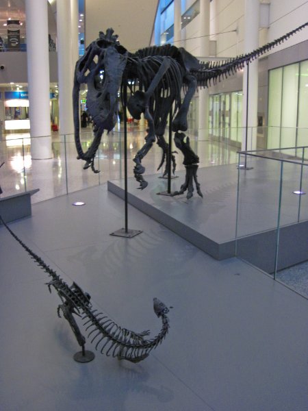 Toronto032810-0302.jpg - Allosaurus Dinosaur from Royal Ontario Museum in Terminal 1 of the Toronto airport