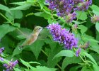 Hummingbird  Hummingbird. Scences from Cheyenne Lake at the Broadmoor Resort, Colorado Springs : 2017, Broadmoor