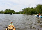 Geese. Fox River  Geese. Paddling to North Aurora. Fox River Canoe Kayak Race from St Charles to Aurora : 2017, Fox River, Fox River Canoe and Kayak Race, Fox Valley Park District, Kayaking, paddling