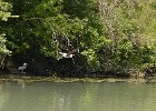 Great Blue Heron  Great Blue Heron. Kayak the North Shore Channel of the Chicago RIver : 2017, Chicago River, Great Blue Heron, Kayaking, North Shore Channel
