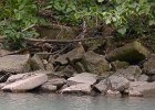 Mink  Mink. Kayak the North Shore Channel of the Chicago RIver : 2017, Chicago River, Kayaking, Mink, North Shore Channel, Weasel
