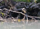 Juvenile Black-crowned Night-Heron  Juvenile Black-crowned Night-Heron hunting. Kayak the North Shore Channel of the Chicago RIver : 2017, Black-crowned Night-Heron, Chicago River, Kayaking, North Shore Channel, juvenile