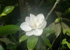 DSC 0840  Magnolia Plantation and Gardens : 2017, Charleston, Liane and Mike, Magnolia Plantation and Gardens, SC, South Carolina, Wedding