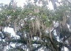 DSC 0842  Magnolia Plantation and Gardens : 2017, Charleston, Liane and Mike, Magnolia Plantation and Gardens, SC, South Carolina, Wedding