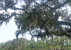 DSC 0843  Magnolia Plantation and Gardens : 2017, Charleston, Liane and Mike, Magnolia Plantation and Gardens, SC, South Carolina, Wedding