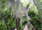 DSC 0846  Magnolia Plantation and Gardens : 2017, Charleston, Liane and Mike, Magnolia Plantation and Gardens, SC, South Carolina, Wedding