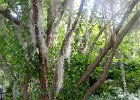 DSC 0847  Magnolia Plantation and Gardens : 2017, Charleston, Liane and Mike, Magnolia Plantation and Gardens, SC, South Carolina, Wedding