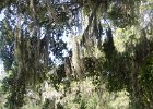 DSC 0854  Near Plantation House. Magnolia Plantation and Gardens : 2017, Charleston, Liane and Mike, Magnolia Plantation and Gardens, SC, South Carolina, Wedding