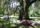 DSC 0968  Near Carriage House. Magnolia Plantation and Gardens : 2017, Charleston, Liane and Mike, Magnolia Plantation and Gardens, SC, South Carolina, Wedding