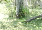 DSC 1004  Audubon Swamp Garden, Magnolia Plantation and Gardens : 2017, Audubon Swamp Garden, Charleston, Liane and Mike, Magnolia Plantation and Gardens, SC, South Carolina, Wedding