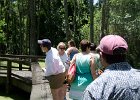 DSC 1012  Audubon Swamp Garden, Magnolia Plantation and Gardens : 2017, Audubon Swamp Garden, Charleston, Liane and Mike, Magnolia Plantation and Gardens, SC, South Carolina, Wedding
