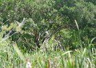 DSC 1044  Audubon Swamp Garden, Magnolia Plantation and Gardens : 2017, Audubon Swamp Garden, Charleston, Liane and Mike, Magnolia Plantation and Gardens, SC, South Carolina, Wedding