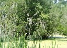 DSC 1048  Audubon Swamp Garden, Magnolia Plantation and Gardens : 2017, Audubon Swamp Garden, Charleston, Liane and Mike, Magnolia Plantation and Gardens, SC, South Carolina, Wedding