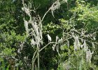 DSC 1052  Audubon Swamp Garden, Magnolia Plantation and Gardens : 2017, Audubon Swamp Garden, Charleston, Liane and Mike, Magnolia Plantation and Gardens, SC, South Carolina, Wedding