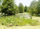 DSC 1053  Audubon Swamp Garden, Magnolia Plantation and Gardens : 2017, Audubon Swamp Garden, Charleston, Liane and Mike, Magnolia Plantation and Gardens, SC, South Carolina, Wedding