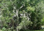 DSC 1055  Audubon Swamp Garden, Magnolia Plantation and Gardens : 2017, Audubon Swamp Garden, Charleston, Liane and Mike, Magnolia Plantation and Gardens, SC, South Carolina, Wedding