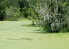 DSC 1056  Audubon Swamp Garden, Magnolia Plantation and Gardens : 2017, Audubon Swamp Garden, Charleston, Liane and Mike, Magnolia Plantation and Gardens, SC, South Carolina, Wedding