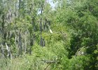 DSC 1058  Audubon Swamp Garden, Magnolia Plantation and Gardens : 2017, Audubon Swamp Garden, Charleston, Liane and Mike, Magnolia Plantation and Gardens, SC, South Carolina, Wedding