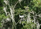 DSC 1060  Audubon Swamp Garden, Magnolia Plantation and Gardens : 2017, Audubon Swamp Garden, Charleston, Liane and Mike, Magnolia Plantation and Gardens, SC, South Carolina, Wedding
