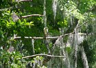 DSC 1076  Audubon Swamp Garden, Magnolia Plantation and Gardens : 2017, Audubon Swamp Garden, Charleston, Liane and Mike, Magnolia Plantation and Gardens, SC, South Carolina, Wedding