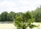 DSC 1091  Audubon Swamp Garden, Magnolia Plantation and Gardens : 2017, Audubon Swamp Garden, Charleston, Liane and Mike, Magnolia Plantation and Gardens, SC, South Carolina, Wedding