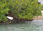 Captiva042018-7762  Kayaking around Buck Key.  Southerly wind, tide coming in.  Started South along Roosevelt Channel, then went all the way around the far side. : 2018, Buck Key, Captiva, Kayaking