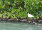 Captiva042018-7768  Kayaking around Buck Key.  Southerly wind, tide coming in.  Started South along Roosevelt Channel, then went all the way around the far side. : 2018, Buck Key, Captiva, Kayaking