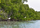 Captiva042018-7776  Kayaking around Buck Key.  Southerly wind, tide coming in.  Started South along Roosevelt Channel, then went all the way around the far side. : 2018, Buck Key, Captiva, Kayaking