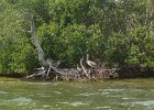 Captiva042018-7795  Kayaking around Buck Key.  Southerly wind, tide coming in.  Started South along Roosevelt Channel, then went all the way around the far side. : 2018, Buck Key, Captiva, Kayaking