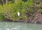 Captiva042018-7761  Kayaking around Buck Key.  Southerly wind, tide coming in.  Started South along Roosevelt Channel, then went all the way around the far side. : 2018, Buck Key, Captiva, Kayaking