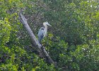 Captiva042018-7798  Kayaking around Buck Key.  Southerly wind, tide coming in.  Started South along Roosevelt Channel, then went all the way around the far side. : 2018, Buck Key, Captiva, Kayaking