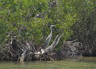 Captiva042018-7839  Kayaking around Buck Key. Started South along Roosevelt Channel, then went all the way around the far side. : 2018, Buck Key, Captiva, Kayaking