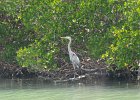 Captiva042018-7810  Kayaking around Buck Key. Started South along Roosevelt Channel, then went all the way around the far side. : 2018, Buck Key, Captiva, Kayaking