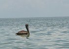 Captiva042018-7824  Kayaking around Buck Key. Started South along Roosevelt Channel, then went all the way around the far side. : 2018, Buck Key, Captiva, Kayaking