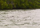 Captiva042018-7870  Kayaking around Buck Key. Started South along Roosevelt Channel, then went all the way around the far side. Tide coming in, strong wind from the South : 2018, Buck Key, Captiva, Kayaking